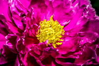 Macro Flowers + Plants