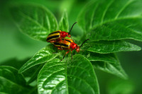 Insects Macro